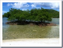 Mangrove trees