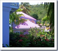 Flowers at Sopers Hole