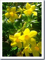 Flowers at Sopers Hole_2