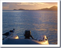 Seagulls and the setting sun