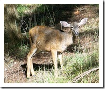Deer on Orcas