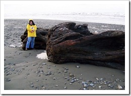 Kalaloch_3