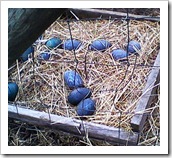 Emu eggs_cropped