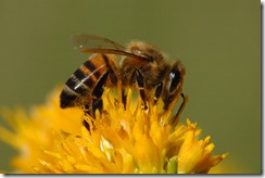 Honey_Bee_BTA_092708_074