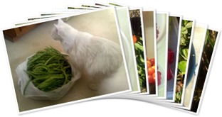 View Mount Vernon Garden