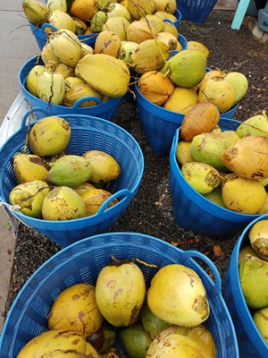 rajalary, julie lary, scribbles writing