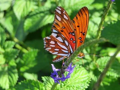 rajalary, julie lary, scribbles writing