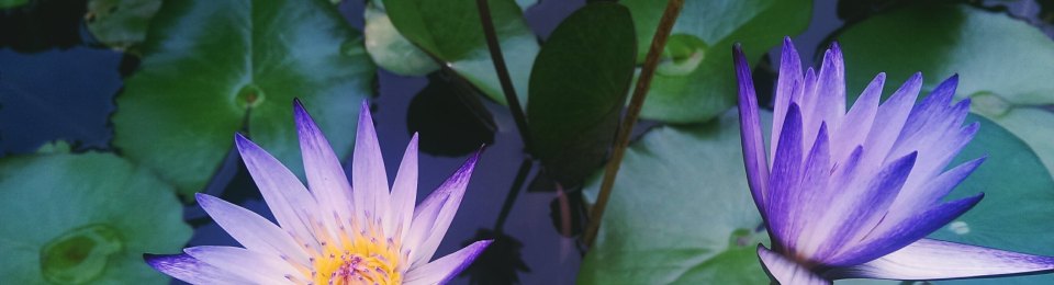 Pamela Nhlengehwa photo from Unsplash