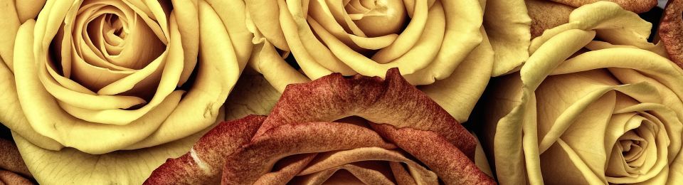 Lobo Studio - Hamburg photo from Unsplash on rajalary by Julie Lary