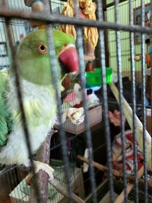 rajalary, julie lary, fidori ringneck parakeet