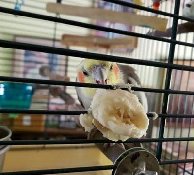 rajalary, julie lary