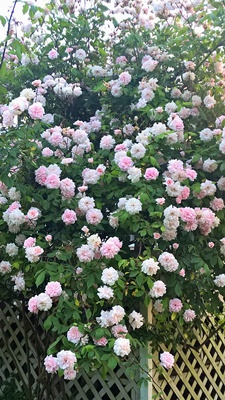 rajalary, rich lary, julie lary, scribbles writing, NW Flower and Garden Festival