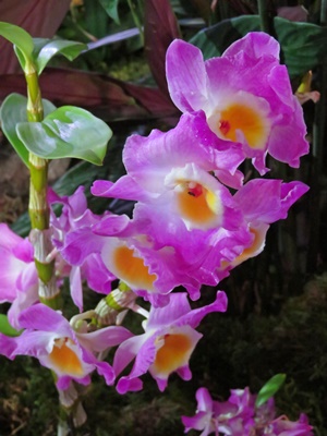 julie lary, rich lary, rajalary, scribbles, Northwest Flower and Garden Festival