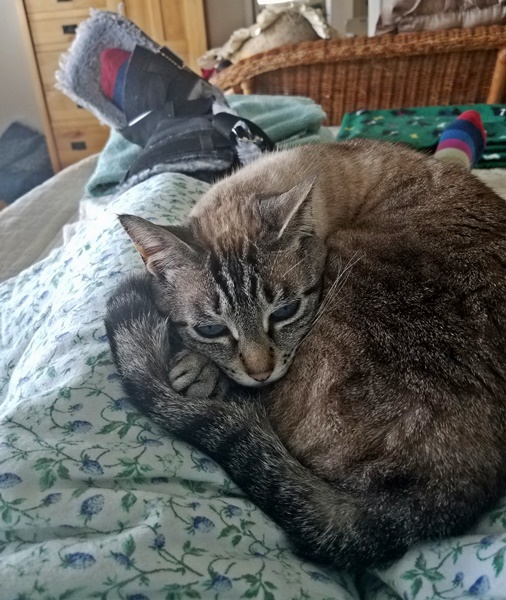 rajalary, rich lary, julie lary, scribbles writing, accident